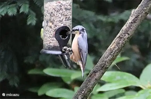 Veel verschillende vogels in de tuin, boomklever.